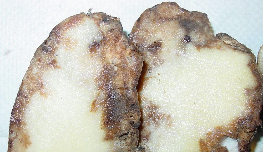 potato-blight-sencrop