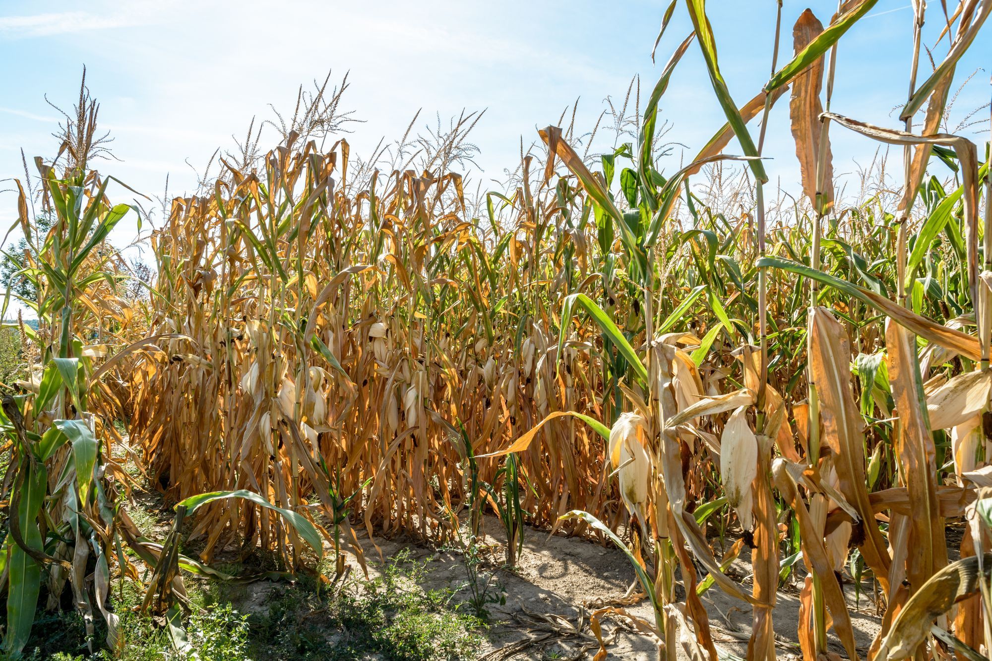 Global warming and agriculture: what solutions are there for this sector ?