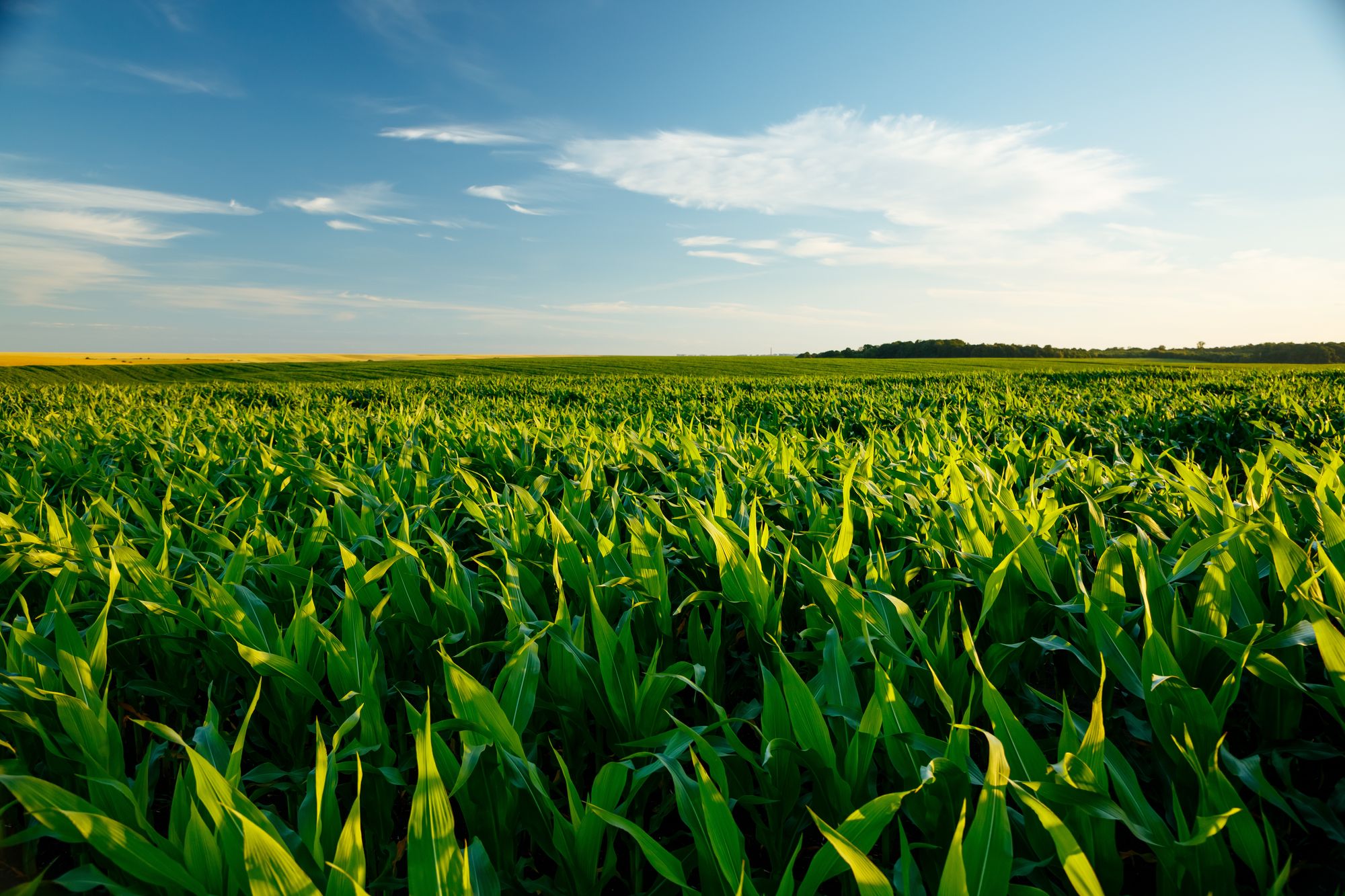 How to combat water stress in agriculture?