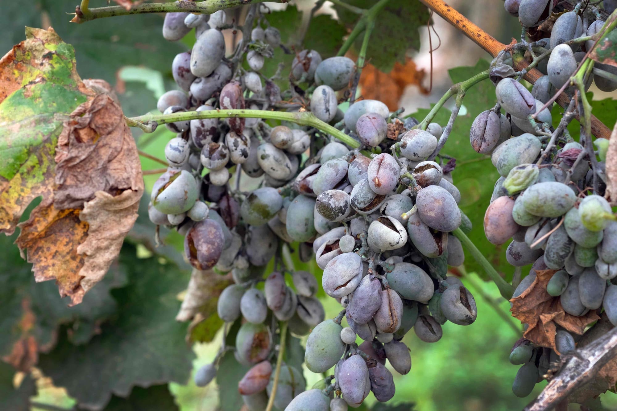 How to combat powdery mildew in vines?