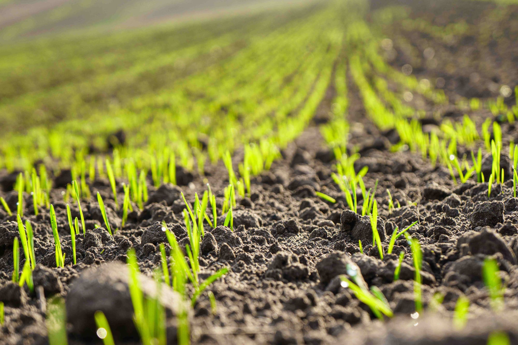 Effective weed control in autumn