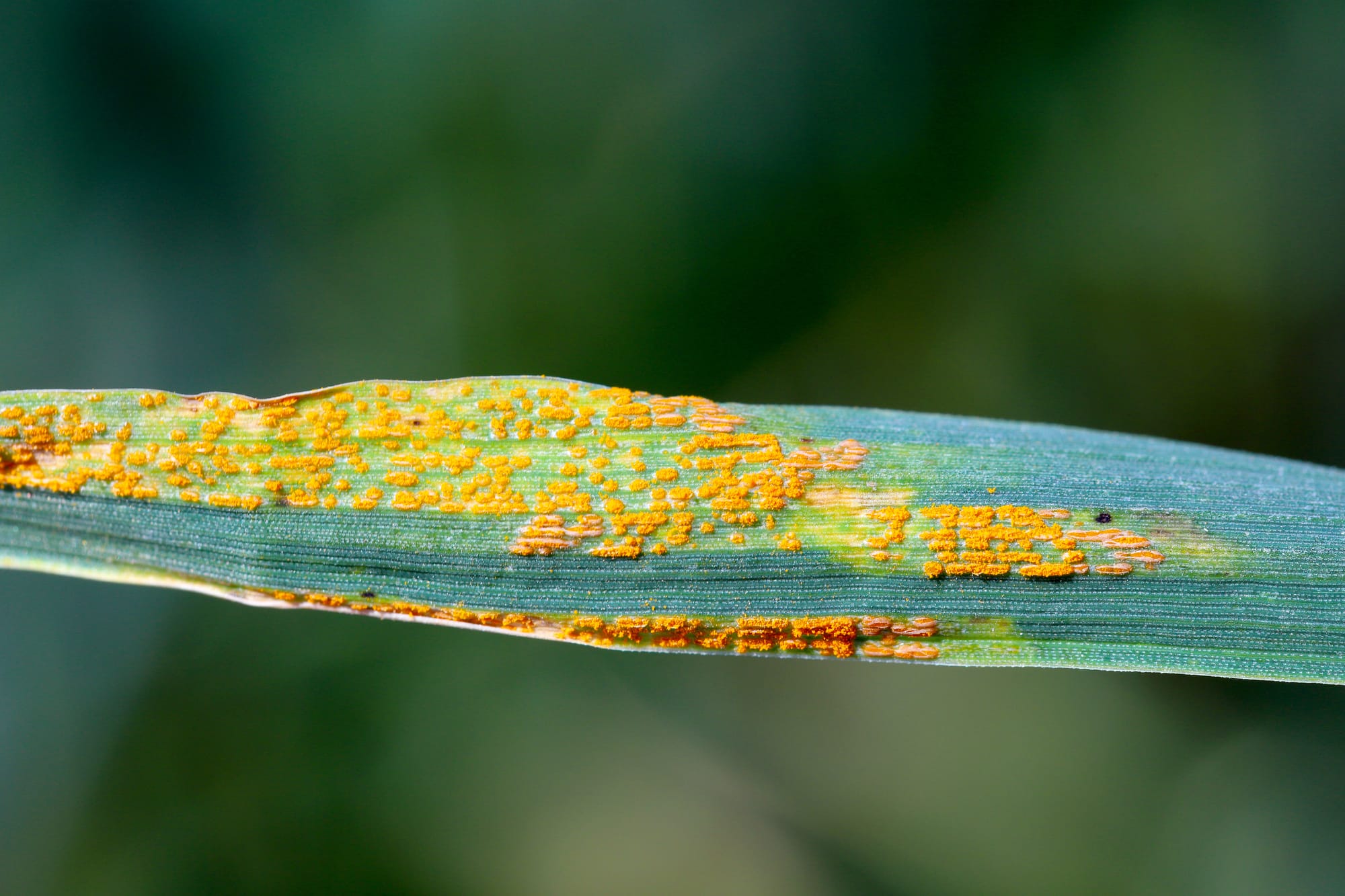 Yellow rust: understanding, preventing and controlling this wheat disease