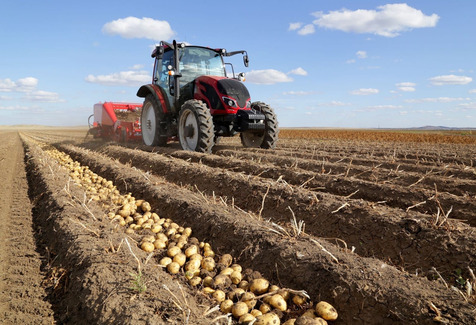 Agricultural work on potatoes in April 2025