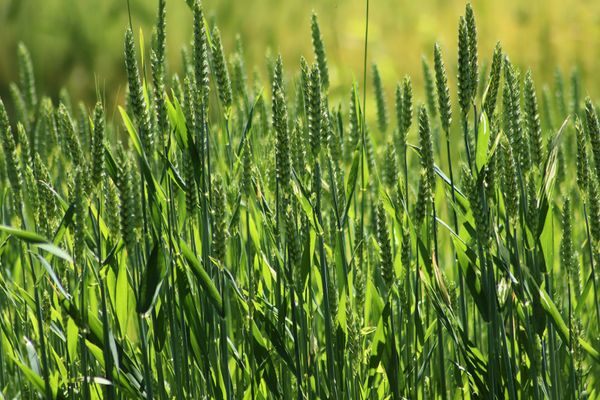 Bespoke disease forecasting to protect crops