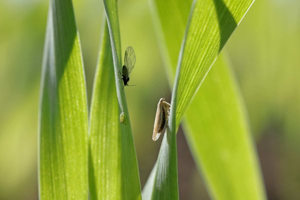 Anticipate and deal with autumn pest risks