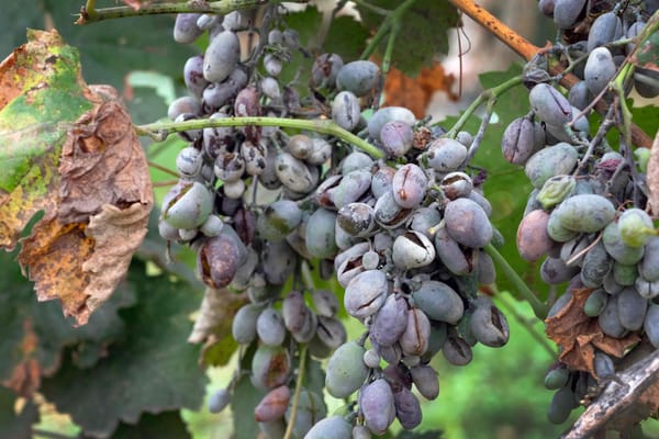 How to combat powdery mildew in vines?